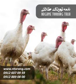 جوجه بوقلمون هیبرید یک ماهه